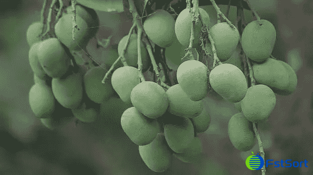 images/1744179039365mango sorting machine.png